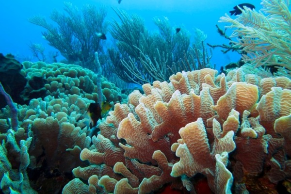 Coral Crisis: Saving India’s Underwater Rainforests in the Face of Climate Change
